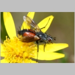Cylindromyia sp - Raupenfliege 01a.jpg